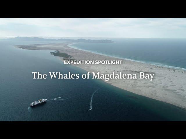 The Whales of Magdalena Bay | Expedition Spotlight | Lindblad Expeditions