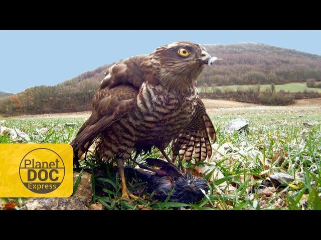 Sparrowhawk Hunting | Planet Doc Express Docs