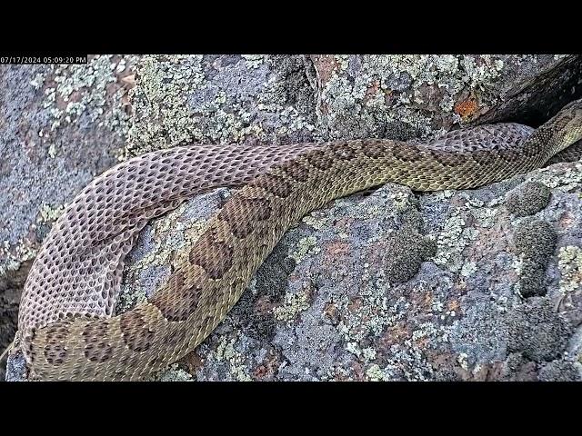 Male rattlesnake enthralled as female rattlesnake sheds