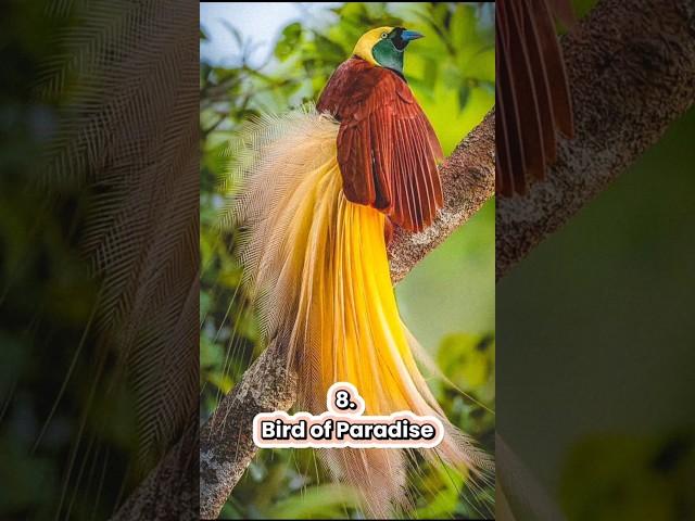 Top 10 Most Beautiful Bird In the world #shorts #birds