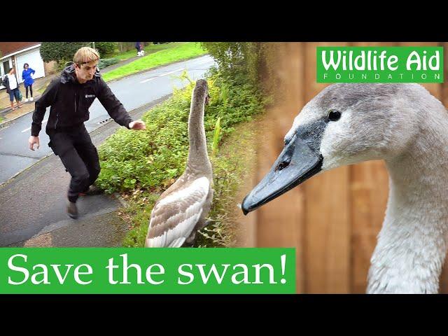 Lost swan PUNCHES rescuer!