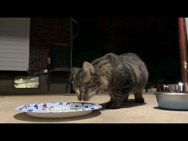 Feeding two starving adorable cats at night