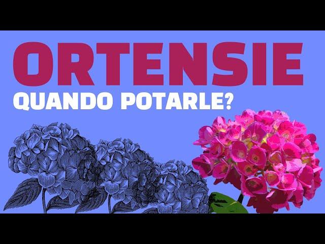 Quando potare le ortensie?