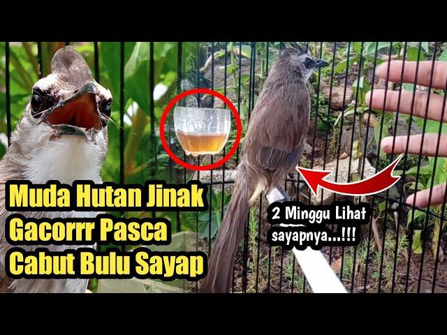 TRUCUKAN Muda hutan bisa JINAK bisa GACOR Simak Tekniknya