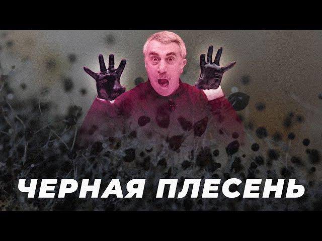 Черная плесень — страшилка или реальная угроза?