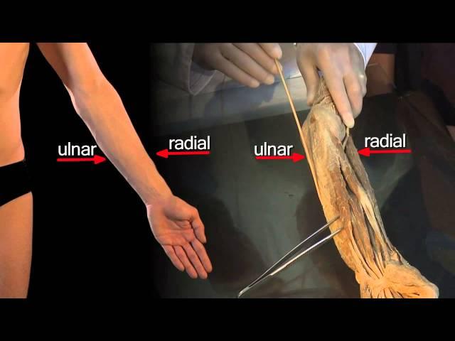 Forearm Deep Flexors - Anatomy Tutorial