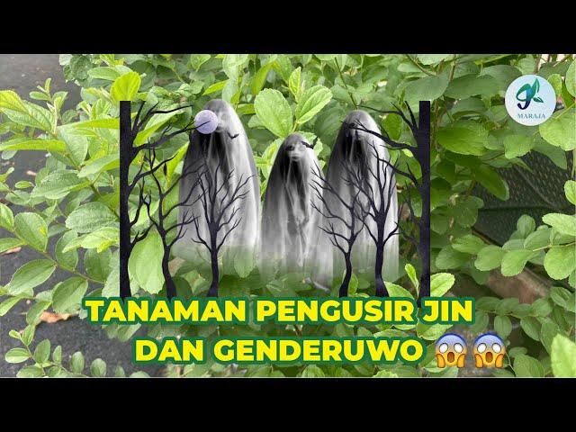 TANAMAN PENGUSIR JIN DAN GENDERUWO