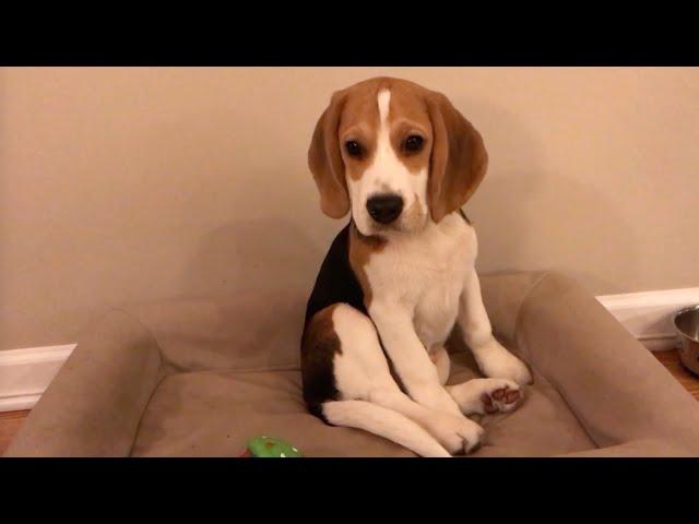 Oliver's cutest puppy moments