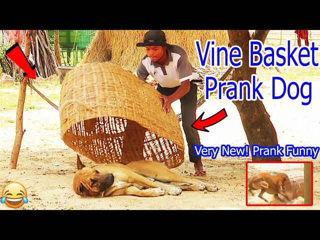 Super Big Vine Basket vs Prank Sleep Dog | New Prank New Funniest Try to stop Laugh 2021