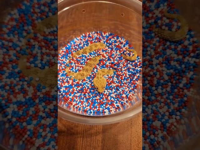 Baby sand viper disappears in sprinkles! #reptiles #snake #viper #venomoussnake #pets