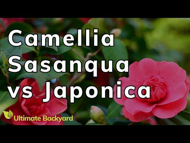 Camellia Sasanqua vs Japonica: A Guide to the Common Camellia varieties