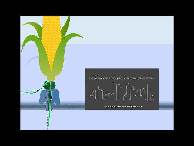 Webinar with Todd Michael Maize genome complexity traversed with Oxford Nanopore Technology