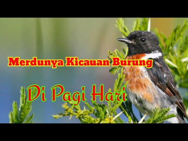 Merdunya Kicauan Suara Burung Di Pagi hari / The sweet sound of birds chirping in the morning