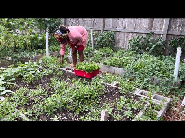 When The Heat's On: A July 2022 Garden Tour  @yaje ngala