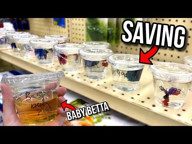 Saving BABY BETTA FISH From DEATH At PET MARKET! (SAD)