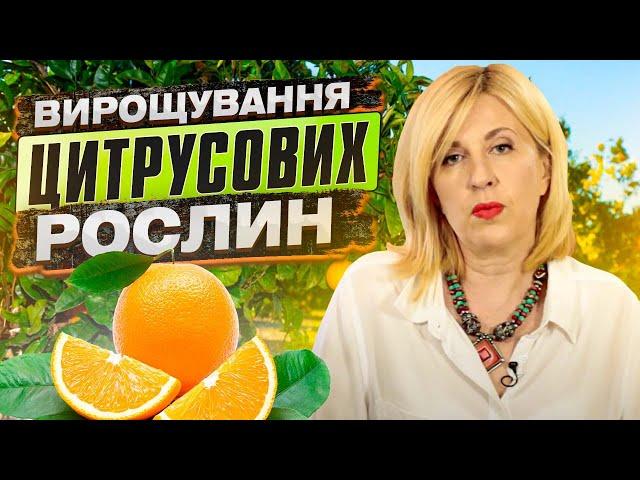 Вирощування Цитрусових рослин в домашніх умовах. Як захистити від шкідників кимнатні цитрусові.