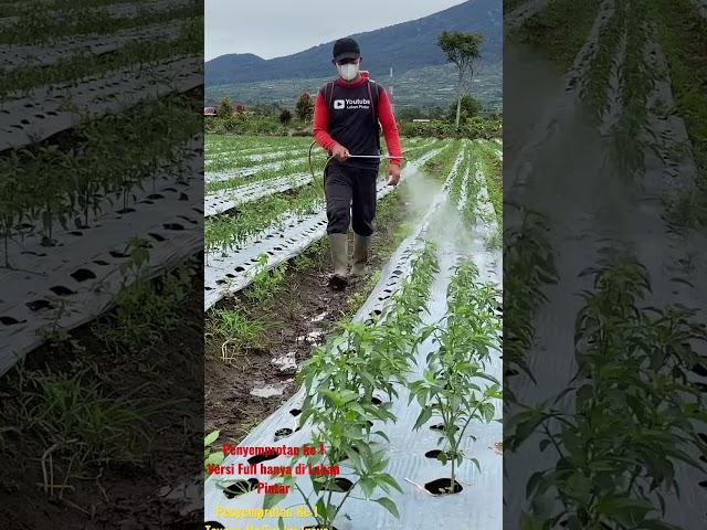 Penyemprotan ke 1 Cabe Pintar