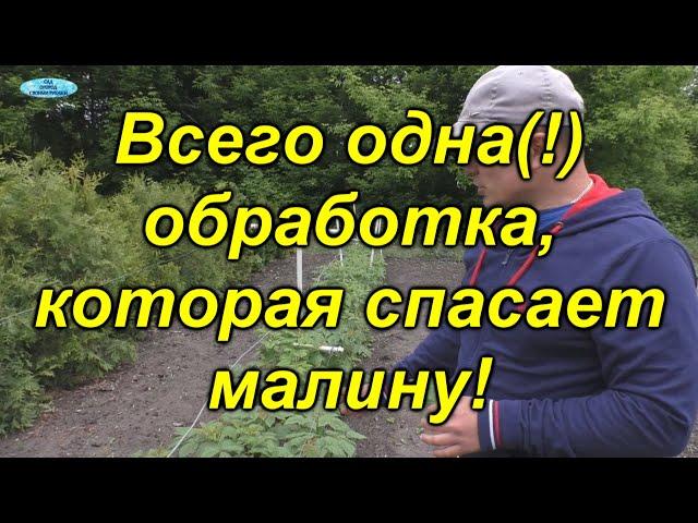 Чем и как обработать малину от вредителей и болезней(одна обработка).