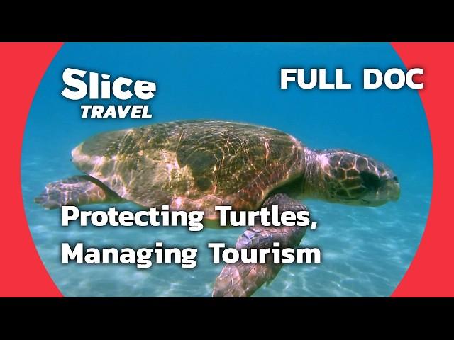 Saving Turtles vs. Tourism: Zakynthos & Santorini | SLICE TRAVEL |  FULL DOC