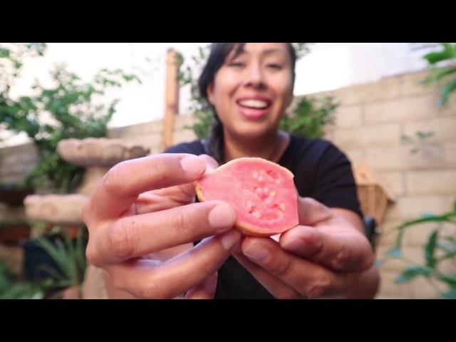 Fruiting Pink Guava Tree / Growing in a contianer