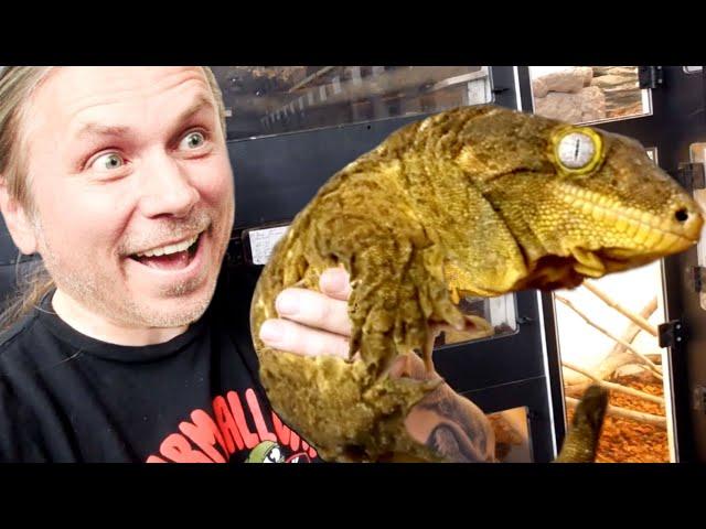 ULTIMATE GUIDE TO THE LARGEST GECKOS IN THE WORLD!! | BRIAN BARCZYK