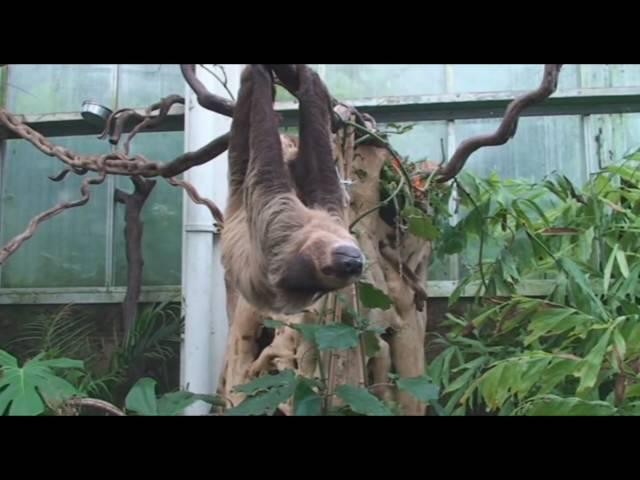 Jasmin the Sloth at Belfast Zoo