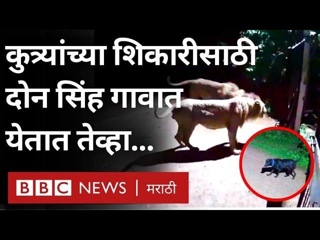 Animal Video : कुत्र्यांची शिकार करण्यासाठी जेव्हा सिंह गावात येतात.. | BBC News Marathi