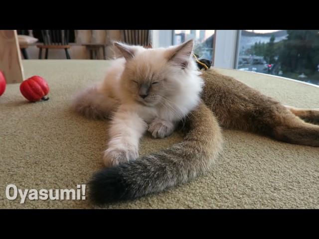 Best Cat Cafe in Tokyo | Crunchyroll Japan