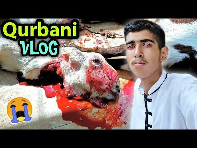 Bakra Eid Vlog 2022  Qurbani Vlog  Ibrahim Asim Vlogs