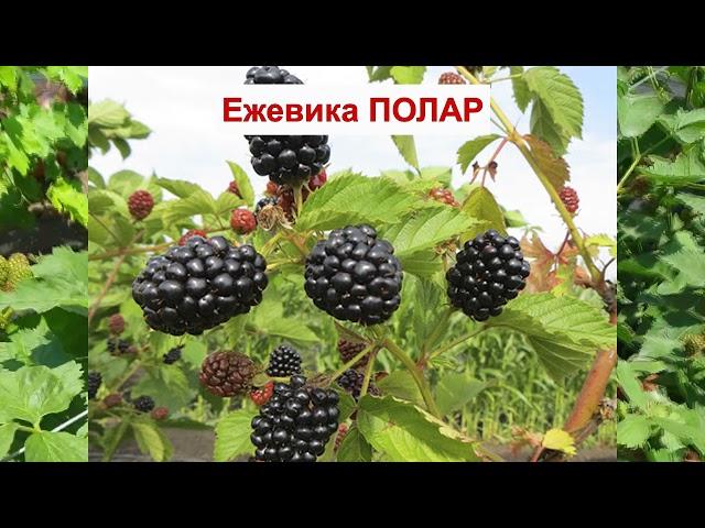 ЕЖЕВИКА ПОЛАР - ВКУСНЫЙ сорт БЕЗ ШИПОВ. Морозостойкая  ЯГОДА. ОПИСАНИЕ СОРТА, характеристики ОТЗЫВЫ