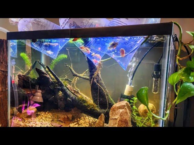 NEW FISH! _ Fishroom and Pond Stocking // Whitt Acres