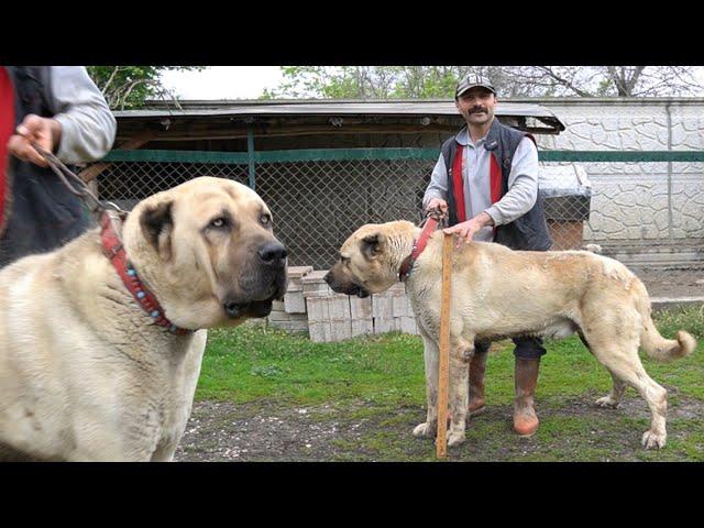 KASTAMONU'DA 1.METRELİK DEV ANADOLU ÇOBAN KÖPEĞİ BENİ KENDİNE HAYRAN BIRAKTI ! DEV KANGAL KÖPEKLERİ