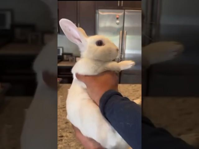 WHEN YOU LOVE THE BUNNY #bunny #rabbit #cute #lunch #white #eating #cooking #laugh #jokes #comedy