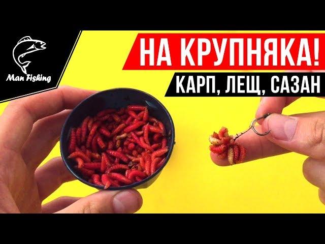 Опарыш на волосе! Наживка на КРУПНОГО Карпа, Леща, Сазана, Карася 