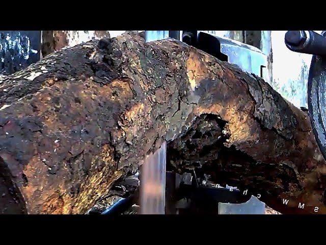 Found at the Bottom of the Earth || Very Valuable Ancient Wood Fossils