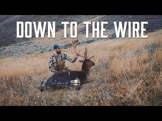 Down to The Wire | Archery Hunting Fallow Deer Solo