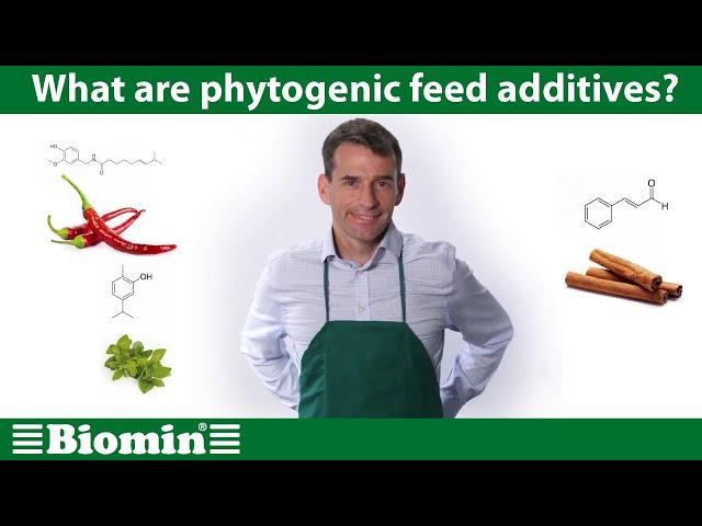 What are phytogenic feed additives? [Your Animal Nutrition Questions Answered]