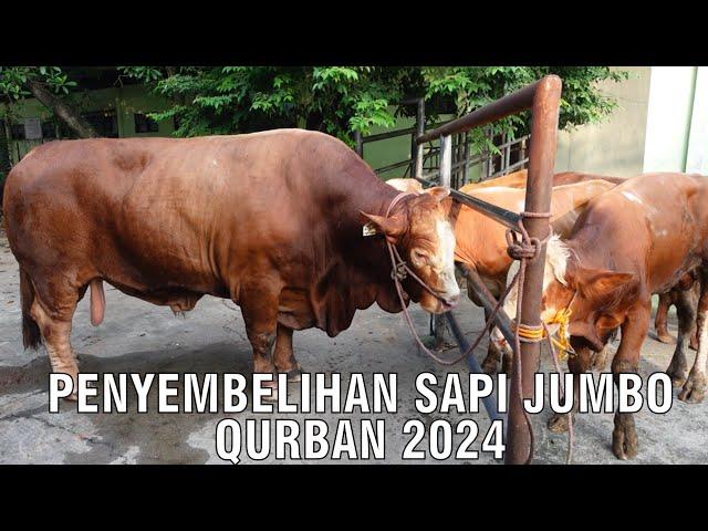 Penyembelihan Sapi Qurban Jumbo Bagong