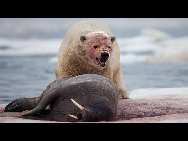 What can a HUNGRY polar bear do? The most desperate BATTLES of a giant predator!