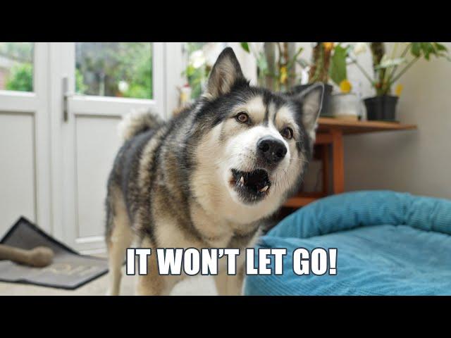 Husky Tries To Avoid Talking About NEW Leg Brace!