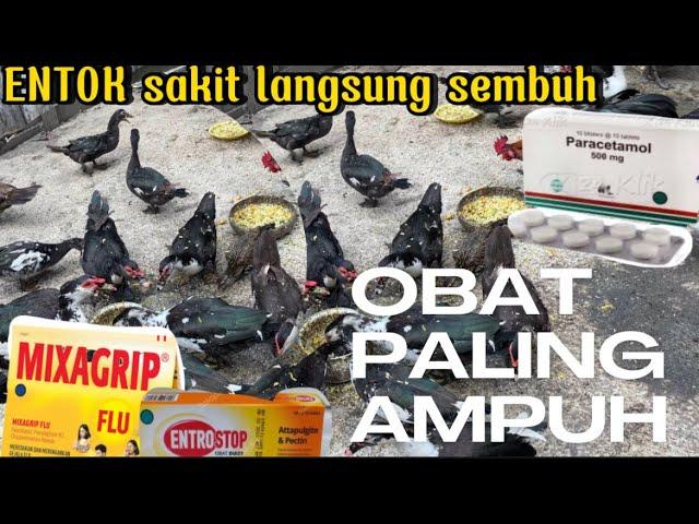 JANGAN PANIK!!! Entok sakit pasti sembuh dengan obat ini