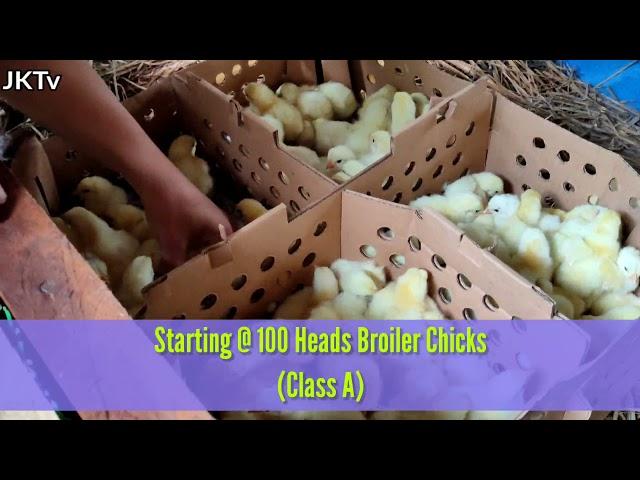 FarmVlog 0001|Broiler Farming Day 1|100 Heads Broiler Chicks|Stay tune for daily chicks progress