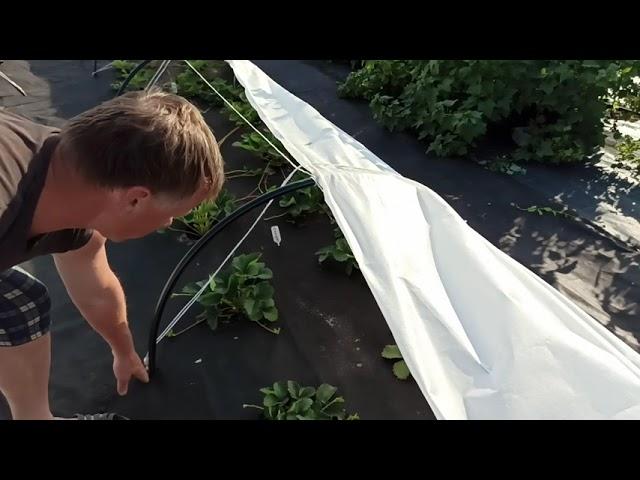 Устройство наших временных тоннелей на землянике. Омск, 14.06.2021