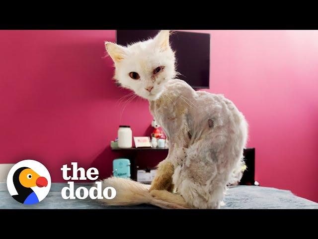 Cat Turns Into Skeleton After Being Abandoned On Street | The Dodo