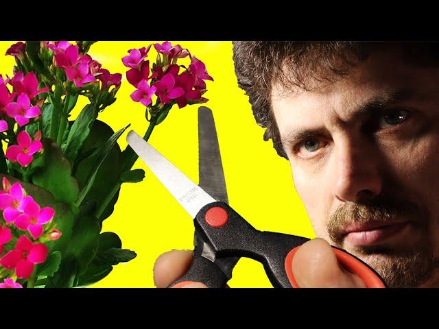 How to prune Kalanchoe after flowering [English subtitles]  Pruning Flaming Katy (Blossfeldiana)