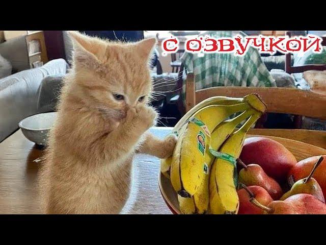 Funny animals! Funniest Cats and Dogs - 169