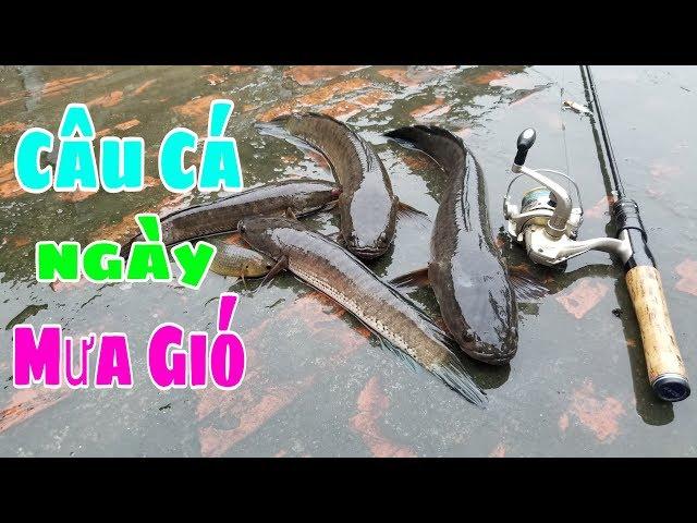 Thóc TV - Câu Cá Ngày Mưa Gió và Cái Kết