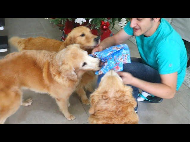 My Dogs Opening Their Christmas Presents