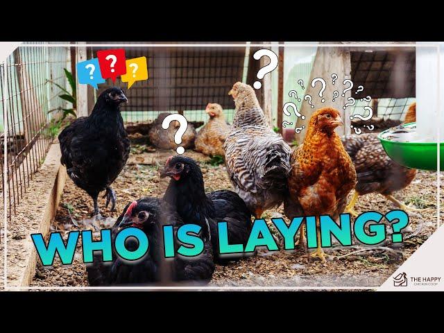 Find Out Which Hen Is Laying!