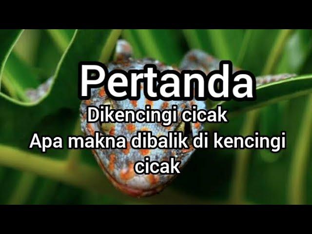 pertanda.dikencingi cicak#pertanda #047